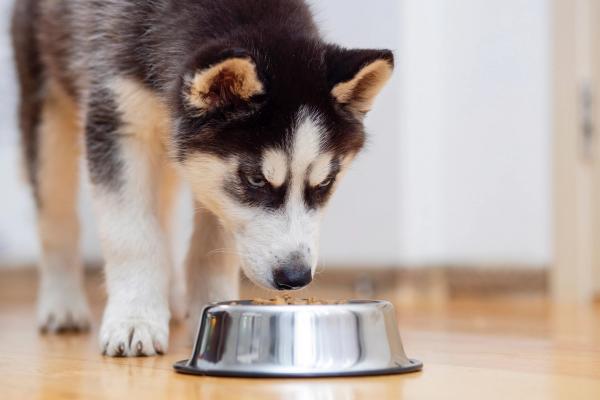 Reports of dogs experiencing vision loss leads UK-based pet food company to recall all fresh dog meals