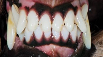 veterinary_Bellows_fix_6c_450.jpg