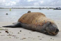 Veterinary scene Down Under: Sea lion research, plus AVA Annual Conference and more