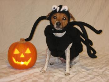 veterinary_spider-746182-1384171421214.jpg