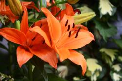 Treating cats poisoned by lilies