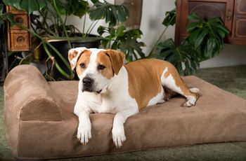 Veterinary-big-barker-450.jpg