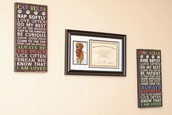 veterinary_GRLS_truman_golden_retriever_1-450px.jpg
