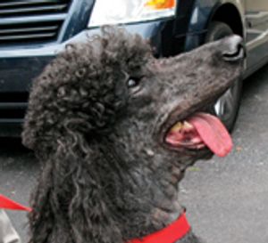 veterinary_0710_Beckman-Fig4-676637-1384277229450.jpg