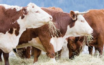 veterinary_news_genome_flash-591502-1384517501768.jpg