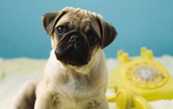 veterinary_1110Phone_f_flash-701088-1384213912325.jpg