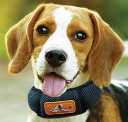 Calming musical collar for dogs launches crowdfunding campaign