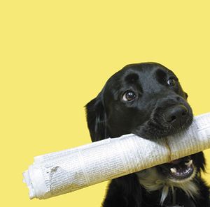 veterinary-black-dog-with-rolled-up-newspaper-shutterstock-14601-450px.jpg