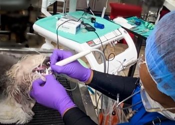 Dentistry anesthesia