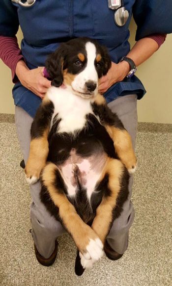 pup4503.jpg
