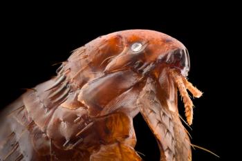 fleas