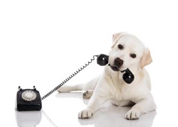 veterinary-women-group-friends-AdobeStock-132659432-thumb.jpg