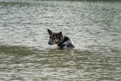3 Must-reads on Hurricane Ian for pet owners
