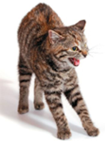 veterinary-cat-scared-angry-young-grey-172777485-821104-1404219771416.jpg