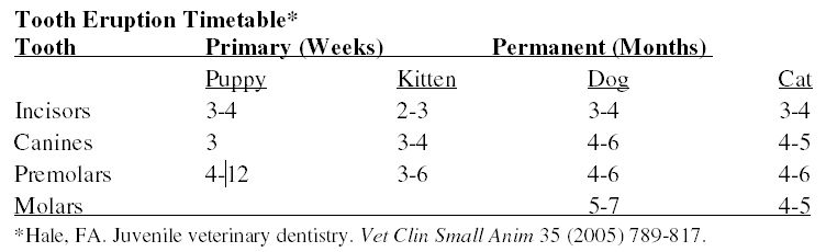 Dental Building Blocks Anatomy Charting And Cleaning Proceedings Dental Building Blocks Anatomy Charting And Cleaning Proceedings