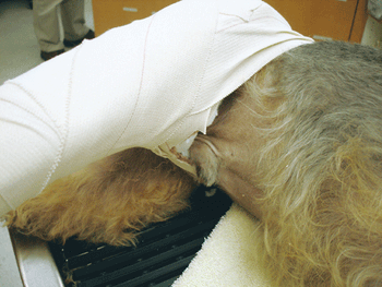 veterinary_crowe_7-608373-1384505731674.gif