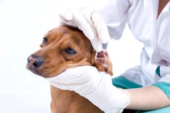 cleaning dog's ear