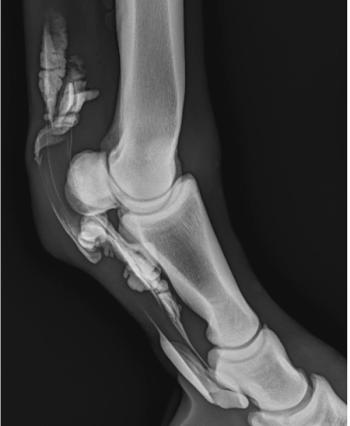 Contrast tenography in the equine digital flexor tendon sheath