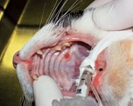 Feline Oral Squamous Cell Carcinoma An Overview Dvm 360