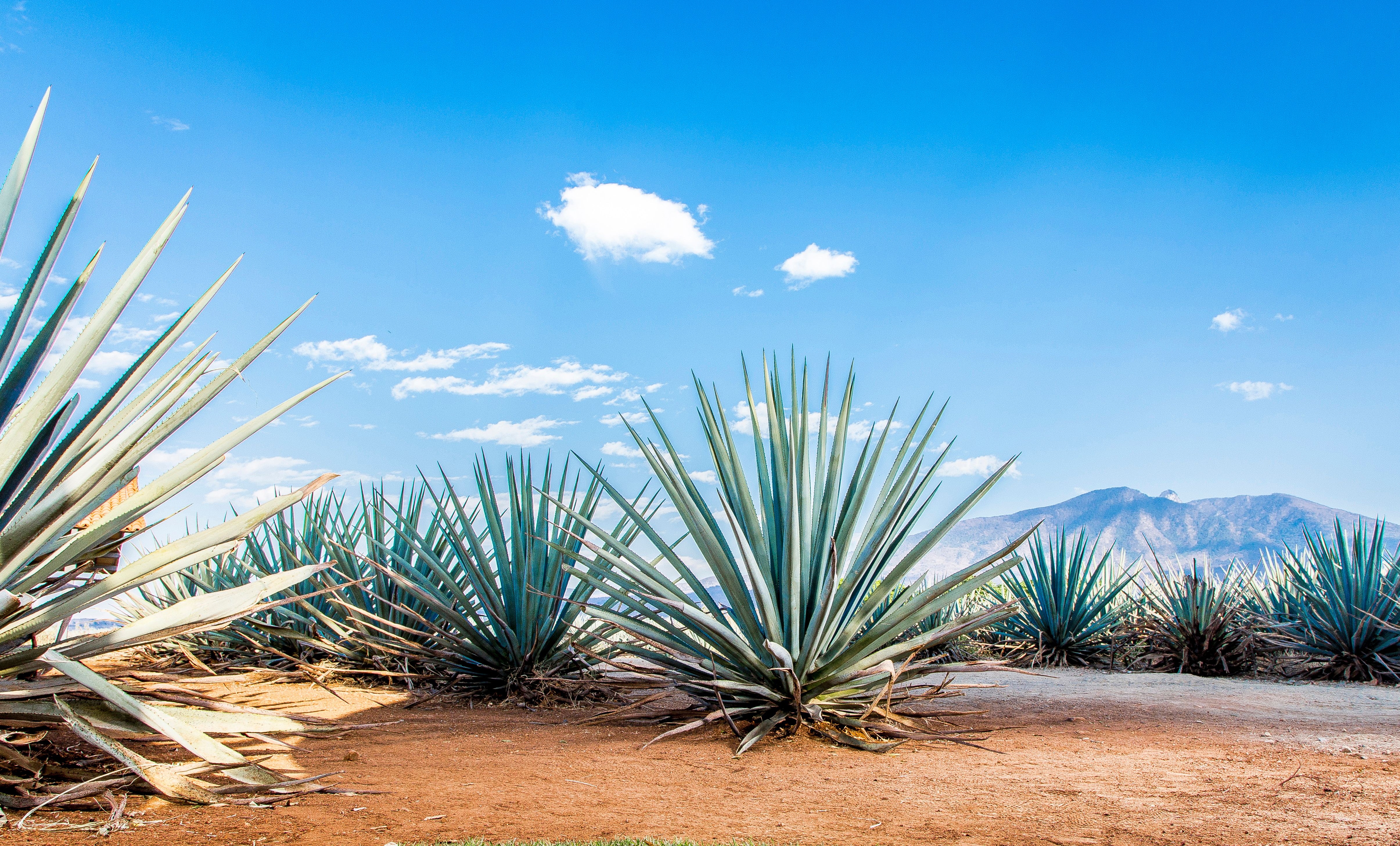 wo kann man eine aloe vera pflanze kaufen Aloe Aborescens main image 1