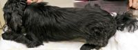pruritic dog_ cuschier cloee left side 7-30-07-646894-1384407180939.jpg