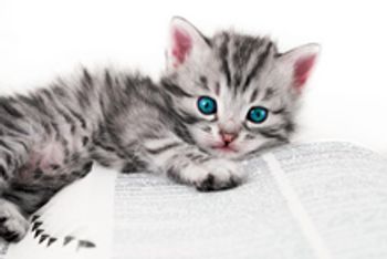 veterinary-Kitten-poses-on-a-book_220px_100692781.jpg