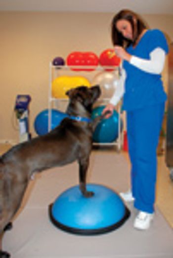 veterinary_AVCG4-630102-1384497085825.jpg