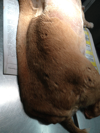 veterinary_Fig2_Adrian_450-841698-1404210416792.gif