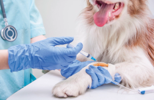 Understanding Cushing syndrome and cortisol: From lab work to rechecks