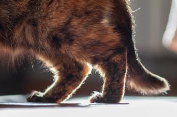 Feline joint pain
