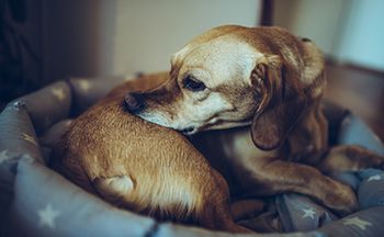 veterinary-dog-scratching-dermatology-yellow-AdobeStock_190293894-450.jpg