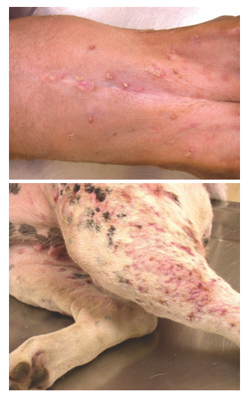 how do you treat pyoderma in dogs
