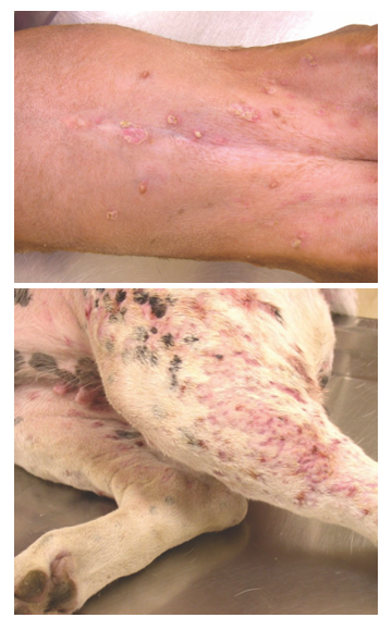 how long does it take to cure pyoderma in dogs