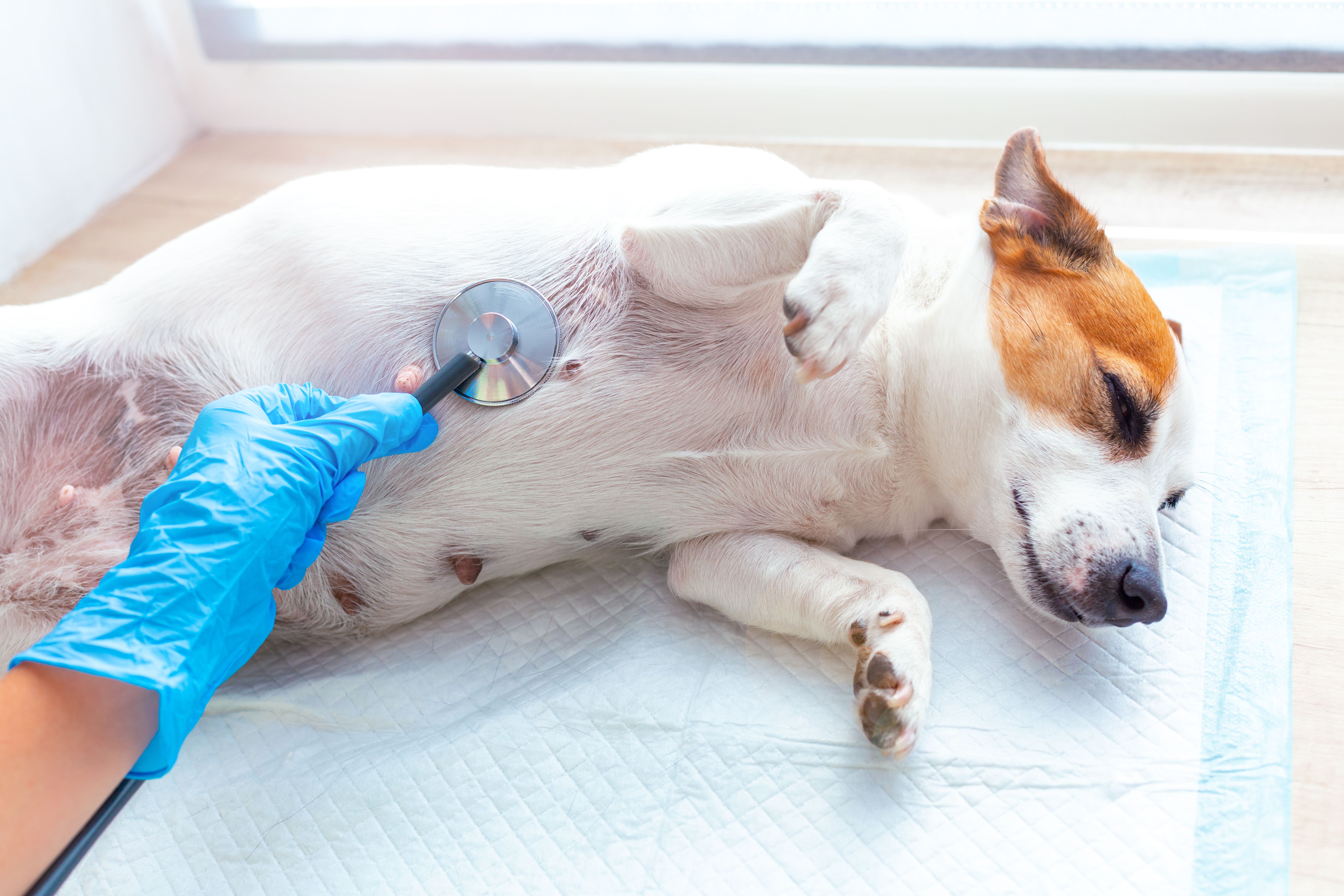 Bluebearl BluePearl Pet Hospital in Tampa, Florida, becomes eighth hospital in US ...