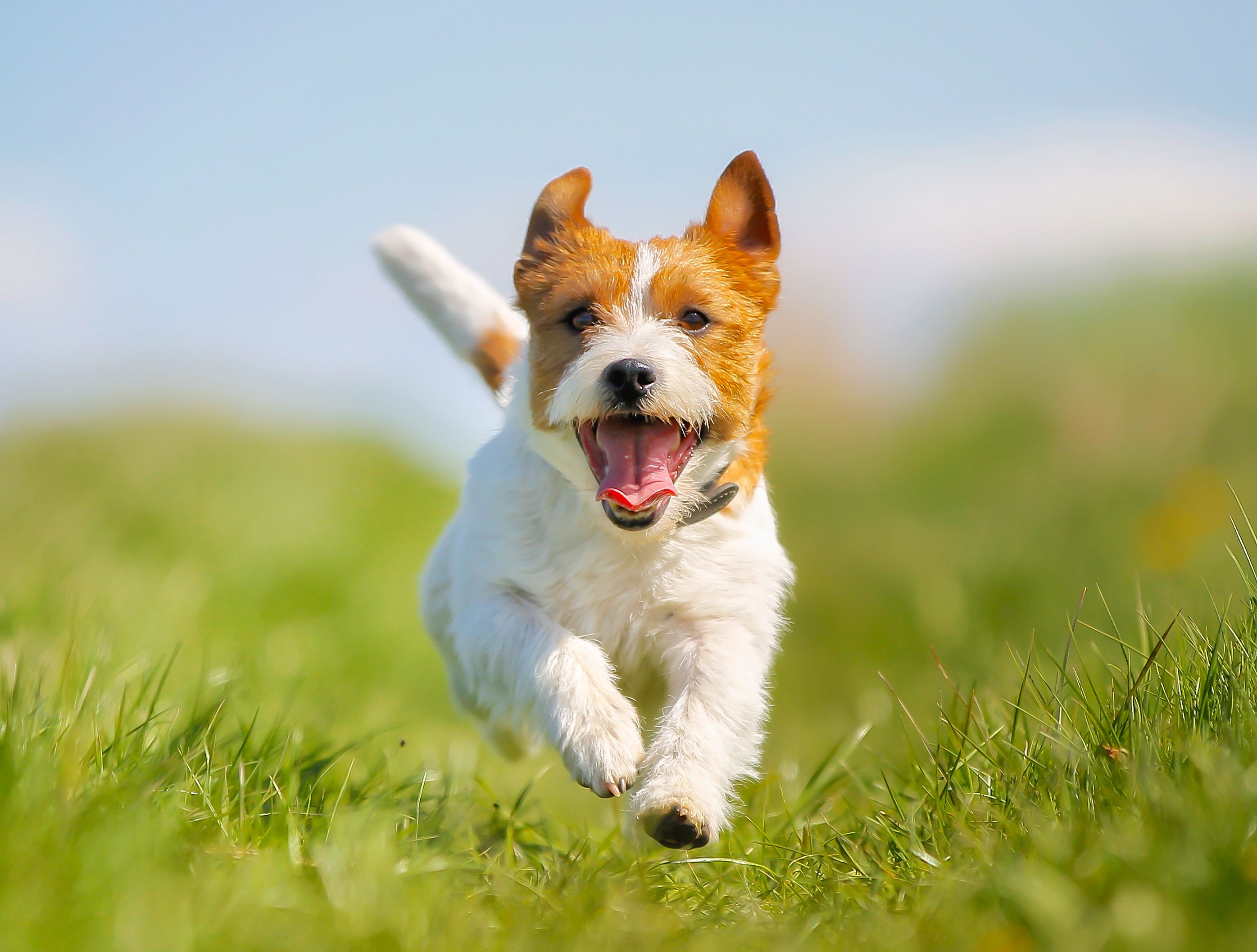 Professional organizations are voicing support for the Healthy Dog Importation Act Professional organizations are voicing support for the Healthy Dog Importation Act