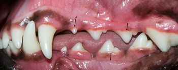 Veterinary_bellows_gingiva_new_3b_450.jpg