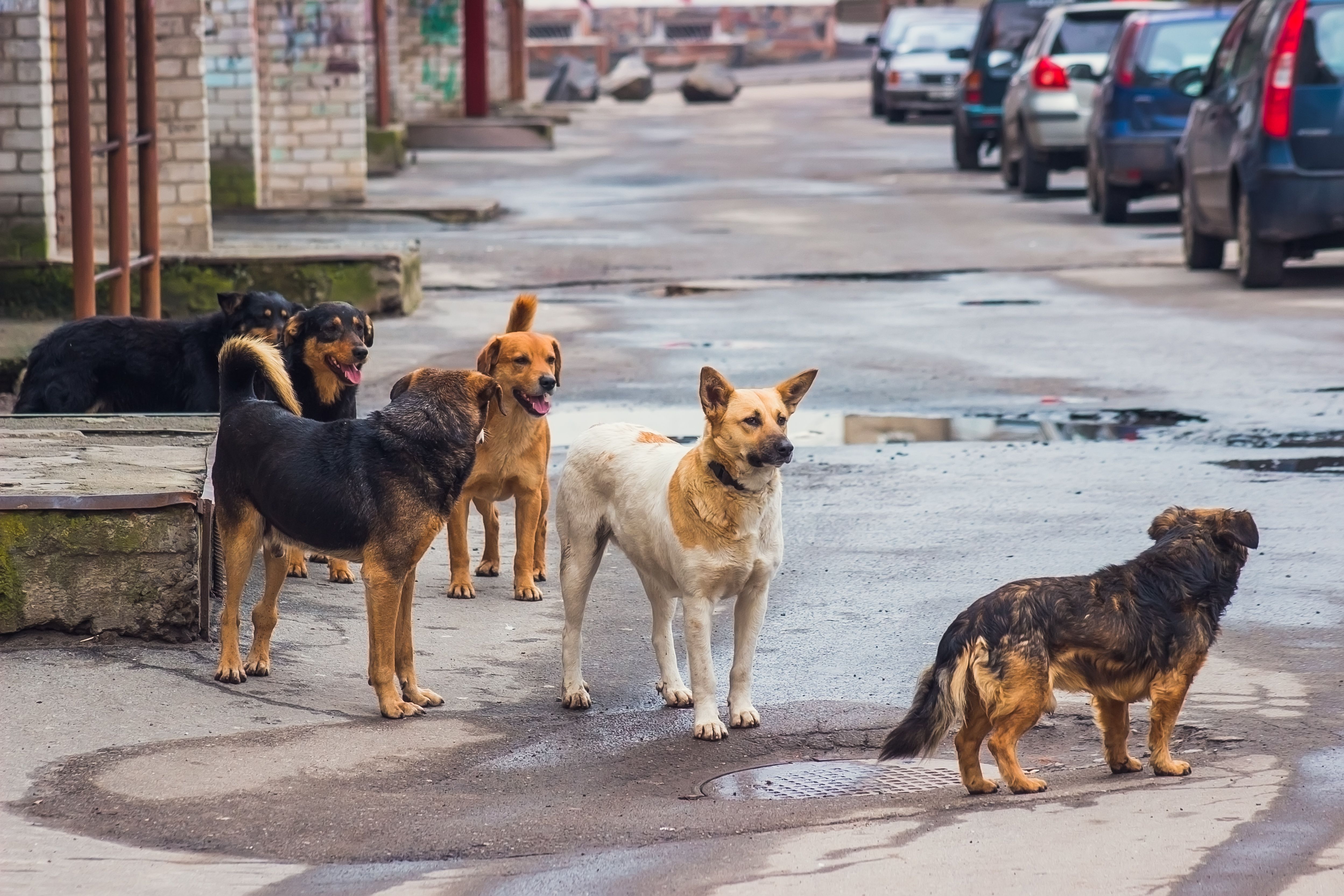 Жизнь собаки на улице. Бездомные собаки. Бродячие собаки. Уличные собаки. Бездомные кошки и собаки.