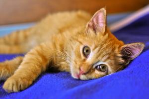 Current best practices for diagnosis, treatment, and prevention of halitosis in cats