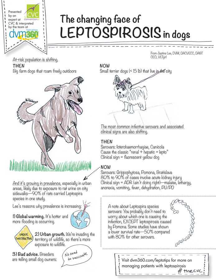 The Changing Face Of Canine Leptospirosis the-changing-face-of-canine-leptospirosis