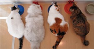 veterinary_cats_eating_120690167-775777-1384161093476.jpg