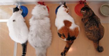 veterinary_cats_eating_120690167-775777-1384161093476.jpg