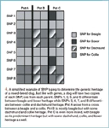 McPheeVetGeneticsFig3_t-752237-1384171815315.jpg