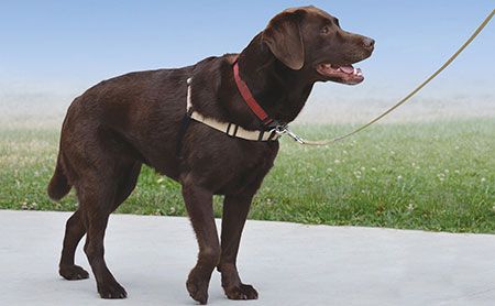 sensation harness for dogs