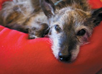 fl1210_dog_red-750892-1384171211583.jpg