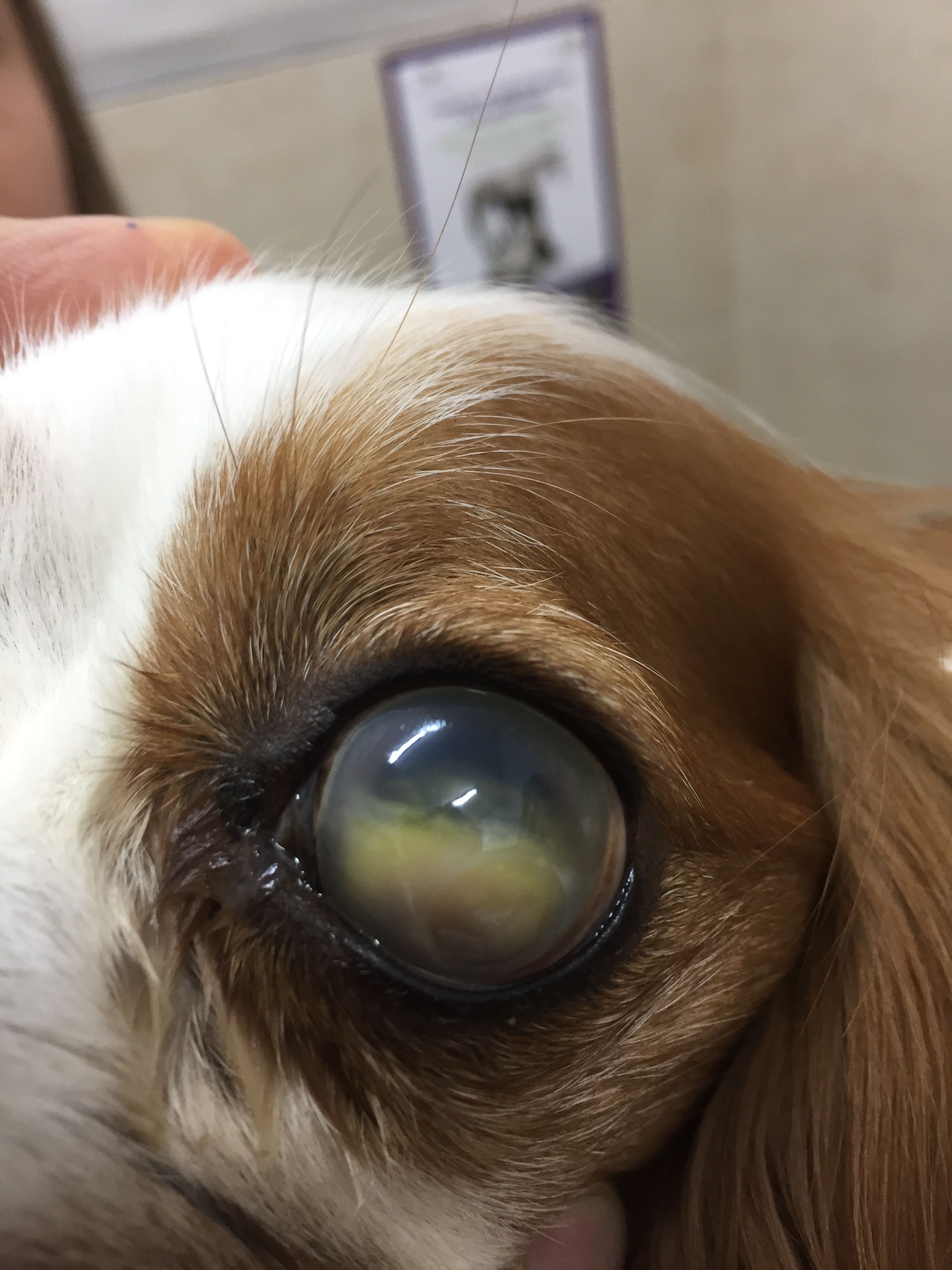 are puppies eyes cloudy when they first open