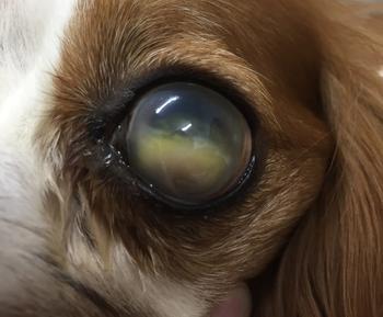 canine glaucoma