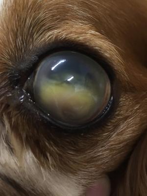 canine glaucoma