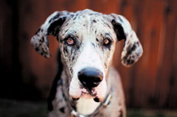 veterinary-dog-great-dane-merle-headshot-141757280-814582-1382845854001.jpg