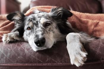 Sick dog