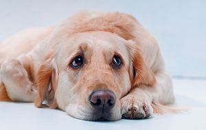 veterinary-Shot-of-Golden-Retriever-on-the-white-background-100081544-450.jpg